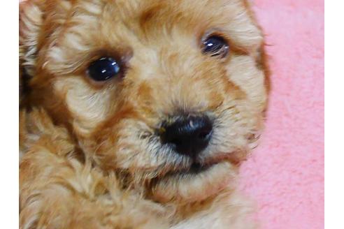 成約済の福島県のトイプードル-48576の4枚目